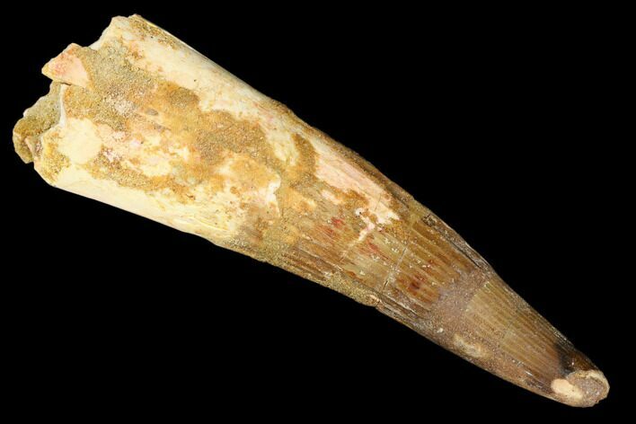 Bargain, Spinosaurus Tooth - Composite Tooth #182787